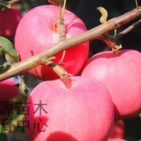烟福8、神富一号、仲秋王苹果苗