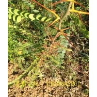 优质皂角树苗 浑身是刺
