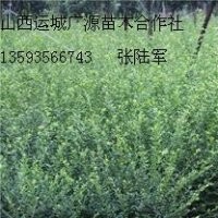 丁香苗文冠果苗钙果苗大量出售