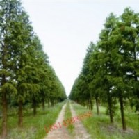 南京中山杉 南京中山杉 南京中山杉