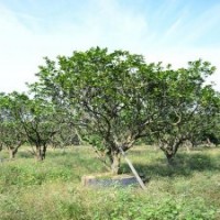 广东精品造型柚子树绿化工程水果树