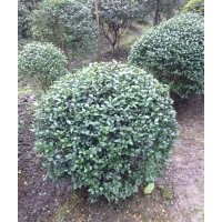 四川地区出售10-20的桂花