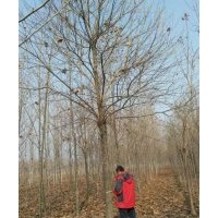 金桥苗木供应12-20公分老式白蜡3-4年帽