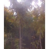 低价出售3公分北京栾树