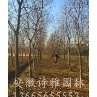 安徽肥西出售乌桕树，低价出售2-20公分精品乌桕