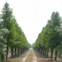 9公分中山杉 9公分中山杉 9公分中山杉