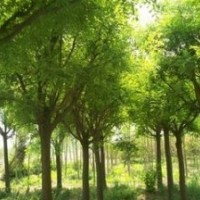 山东济南20公分臭椿价格 25公分臭椿价格