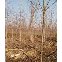 本公司主营美国红枫、榆树等乡土树种