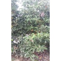 小乔木桂花,广玉兰,红叶石楠