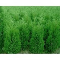 我基地 蜀桧/白皮松/油松/侧柏大量低价出售