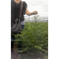 南方红豆杉打折促销