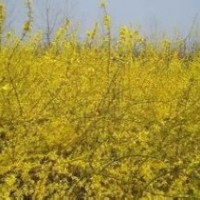 供应:迎春，连翘，卫矛，常青藤