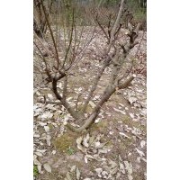 腊梅（素心）出售