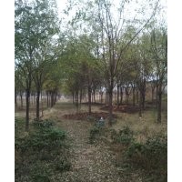 沧州绿茵苗圃出售各种规格国槐