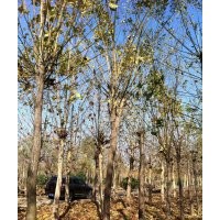 供应国槐