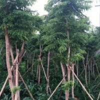 大量供应10年树龄海南黄花梨