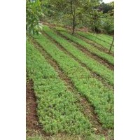 大量出售；华山松、水杉等……幼苗