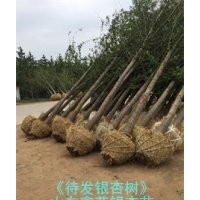 银杏树--银杏培植基地