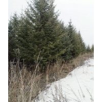 吉林绿化云杉4-7米