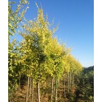 黑龙江绿宝苗木出售银中杨、糖槭、金叶榆、黄菠萝