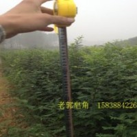 皂角树苗 农户直供 内有惊喜