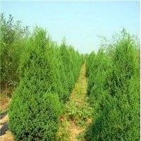 秦皇岛望都塔侩塔柏清地处理