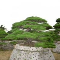 0008号造型松树日本进口黑松精品大树