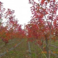 美国红枫（秋火焰）