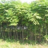 苗圃销售5公分栾树价格，6公分7公分栾树价格