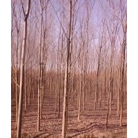 河北速生 柳黄柳 垂柳 馒头柳