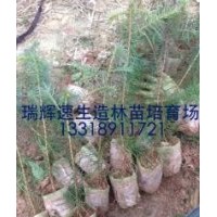 哪里有真正的速生杉苗 3代组培速生杉苗8年亩产量可达15立方