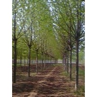 （14公分法桐*15公分速生法桐）价格(图)