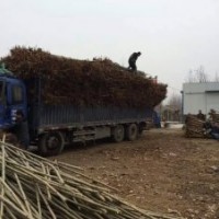 4公分法桐装车完毕，3公分北栾继续备货，5，6公分国槐