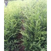 自家自留地 南方红豆杉、银杏、皂角、加丹