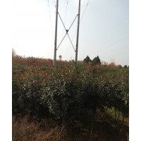 红叶石楠