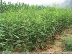 山西大刺皂角苗批发