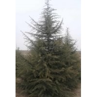 雪松 玉兰大量供应