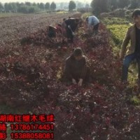 两大趋势将影响苗木行业,那2016年我们应该种什么样的苗呢？