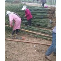 国槐成活率高国槐价格低国槐苗子