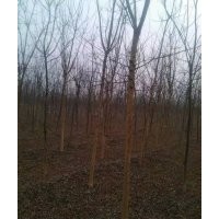 国槐种植国槐基地速生国槐老式国槐国槐价格