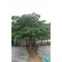 秋枫15-17分地苗