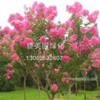 河南桧，国槐，白腊，栾树，复叶槭，丝棉木，紫薇，法桐，女贞，