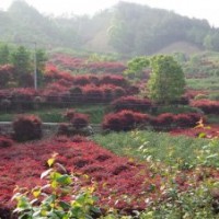 优质供应地彺9公分红枫