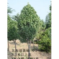 山东淄博5-6CM北海道黄杨