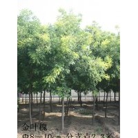 山东淄博8-10CM金叶槐