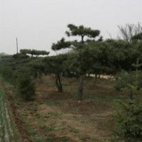 泰山松|聚源园林|泰山松树价格
