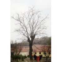 供应大规格柿子树！