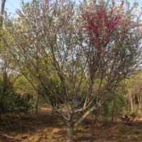 樱花树，山东樱花树基地，樱花树苗圃直销