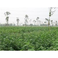 构树苗生产基地、构树苗、鑫森源(查看)