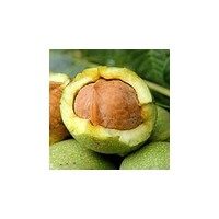 大量供应山西运城优质纸皮核桃